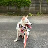 朝くんの家族募集(筑紫野市、トリアス久山) サムネイル2