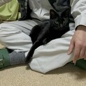 人間大好き　黒猫の女の子