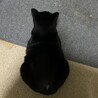 人間大好き　黒猫の女の子 サムネイル3