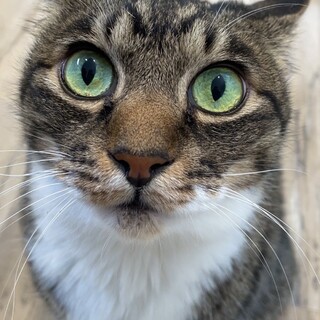 イケメンでツンデレなふく君