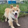 ベビーフェイスの【リンネ】ちゃん サムネイル2