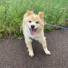 ベビーフェイスの【リンネ】ちゃん サムネイル3