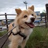 ベビーフェイスの【リンネ】ちゃん サムネイル5