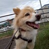 ベビーフェイスの【リンネ】ちゃん サムネイル6