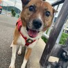 きゅるきゅるお目目の【ジェノバ】くん サムネイル2