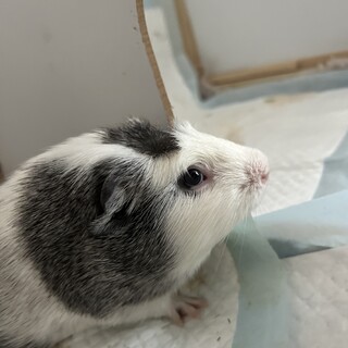 モルモット　男の子