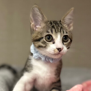 優しいキジ白男子★みつは