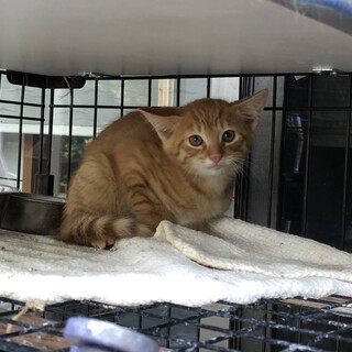 茶トラ　たぶんメス　 ２ヶ月(本宮市)