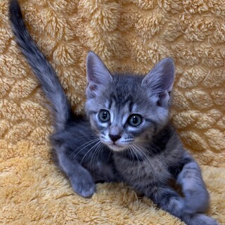 愛らしい兄妹たち・羽華（うか）ちゃん