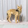 【元気いっぱい人もワンちゃんも大好きな】チャリくん サムネイル2