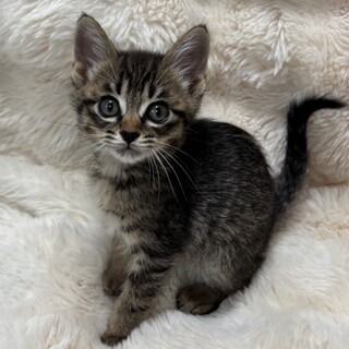 愛らしい兄妹たち・倖羽（こう）くん