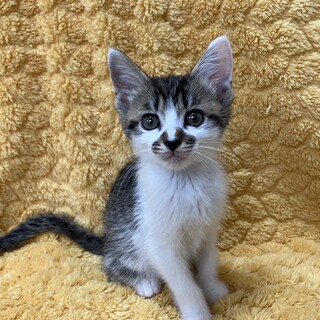 愛らしい兄妹たち・恋羽（こは）ちゃん