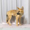 【元気いっぱい人もワンちゃんも大好きな】チャリくん サムネイル6