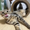 呼ぶと来る犬みたいな猫たー坊