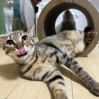 呼ぶと来る犬みたいな猫たー坊