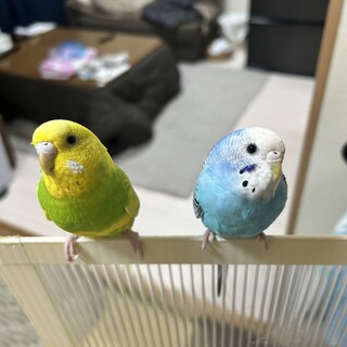 セキセイインコ（メス）２羽の里親様募集