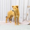 【優しい男の子】マロンくん サムネイル5