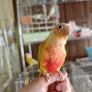 ウロコインコサンチーク女」愛知県 - 鳥の里親募集(518155