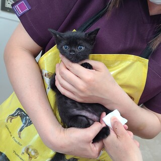 ちょっと強気な黒みつちゃん♡