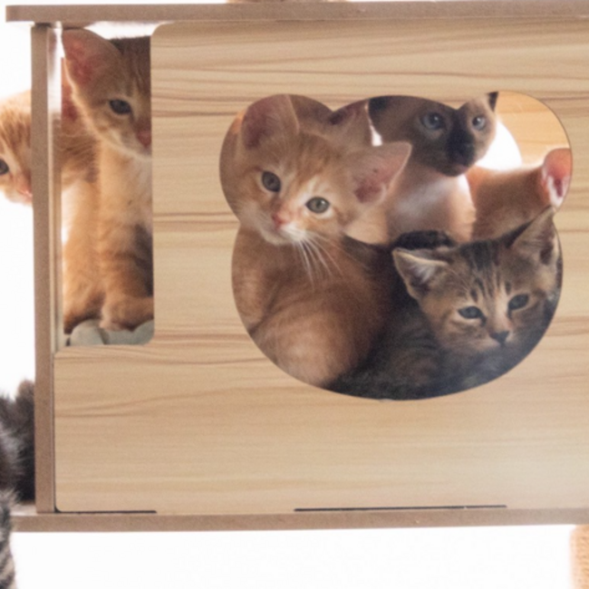 動物愛護団体ワンワンニャインのカバー写真