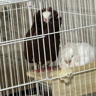 鑑賞鳩のペアの里親募集