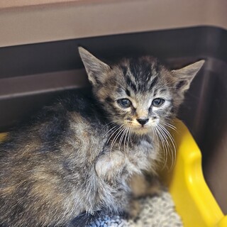 小さい可愛い女の子です！