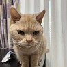 綺麗な毛並みのアメリカンショートヘアです。 サムネイル2