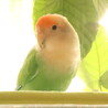 よねす