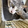 超♡なつっこいキジ白ママ猫♡ サムネイル4