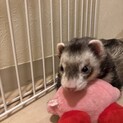 【募集】フェレット　1匹　里親募集