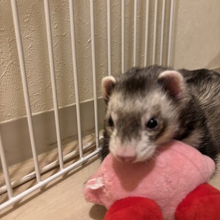 【募集】フェレット　1匹　里親募集