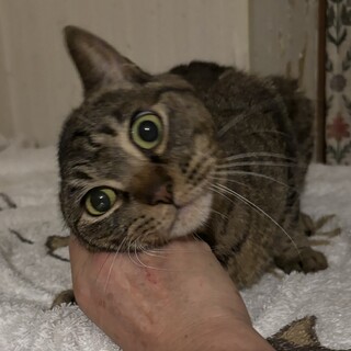 まん丸お目とまん丸お顔の甘えん坊のまるこちゃん