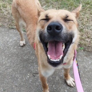 散歩大好き、明るく元気な女の子はるひ