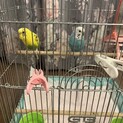 セキセインコつがい