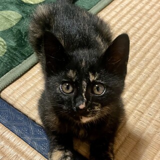 3兄弟の元気いっぱいの女の子