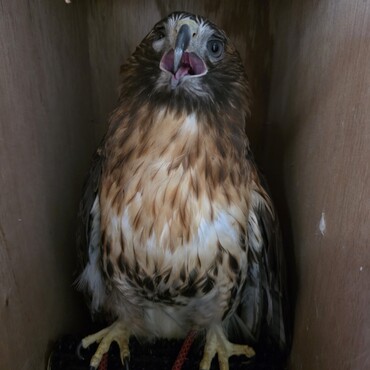 里親お迎え当日は警戒されても仕方ないですねえ