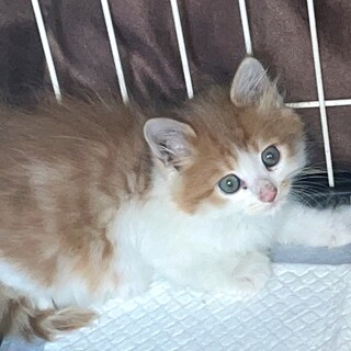 とってもかわいい子猫です。