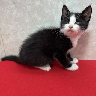 ハチワレ兄妹ソックス履いて譲渡会❤ウオッカ