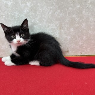 ハチワレ兄妹ソックス履いて譲渡会❤チェリー