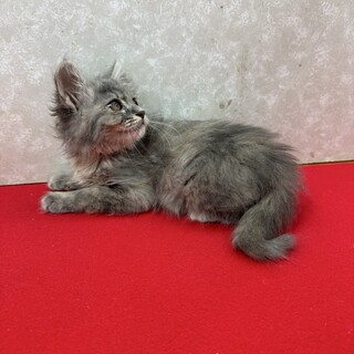 姉妹で参加！パステル三毛ロング遊ぶの大好き❤ぽわり