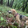 犬も人も大好き！元太くん サムネイル4