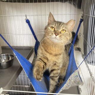 オレンジ色の綺麗な目おませなふじこ