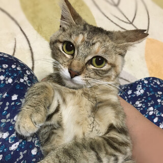 お留守番ＯＫ！タレ目が可愛い『メロンちゃん』６ヶ月