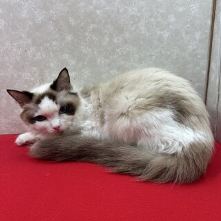 ラグドール2歳！青い目の甘えっ子❤パール