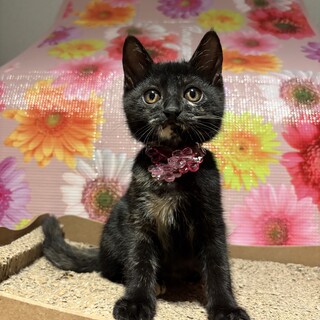 6/28譲渡会参加（松戸）おっとり黒サビちゃん