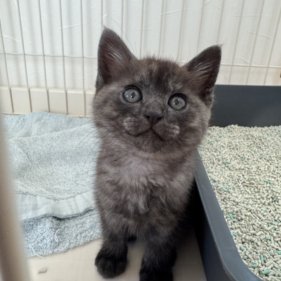 山田むむのカバー写真