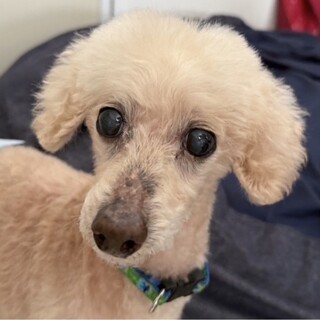 ナデナデ大好き♡アピールの仕方も可愛い男の子♪