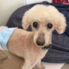 ナデナデ大好き♡アピールの仕方も可愛い男の子♪ サムネイル2