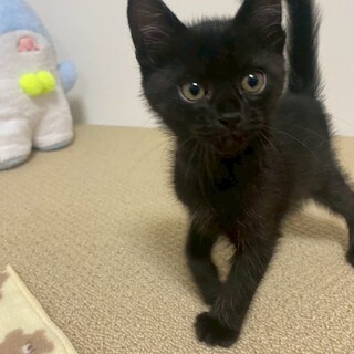 3匹兄妹❤︎元気じるしの♡わらびくん