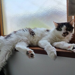 ☆甘えたでちょっと怖がりな長毛猫さん☆